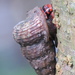 Cerithidea obtusa - Photo (c) Soh Kam Yung, μερικά δικαιώματα διατηρούνται (CC BY-NC), uploaded by Soh Kam Yung