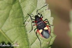 Dysdercus albofasciatus