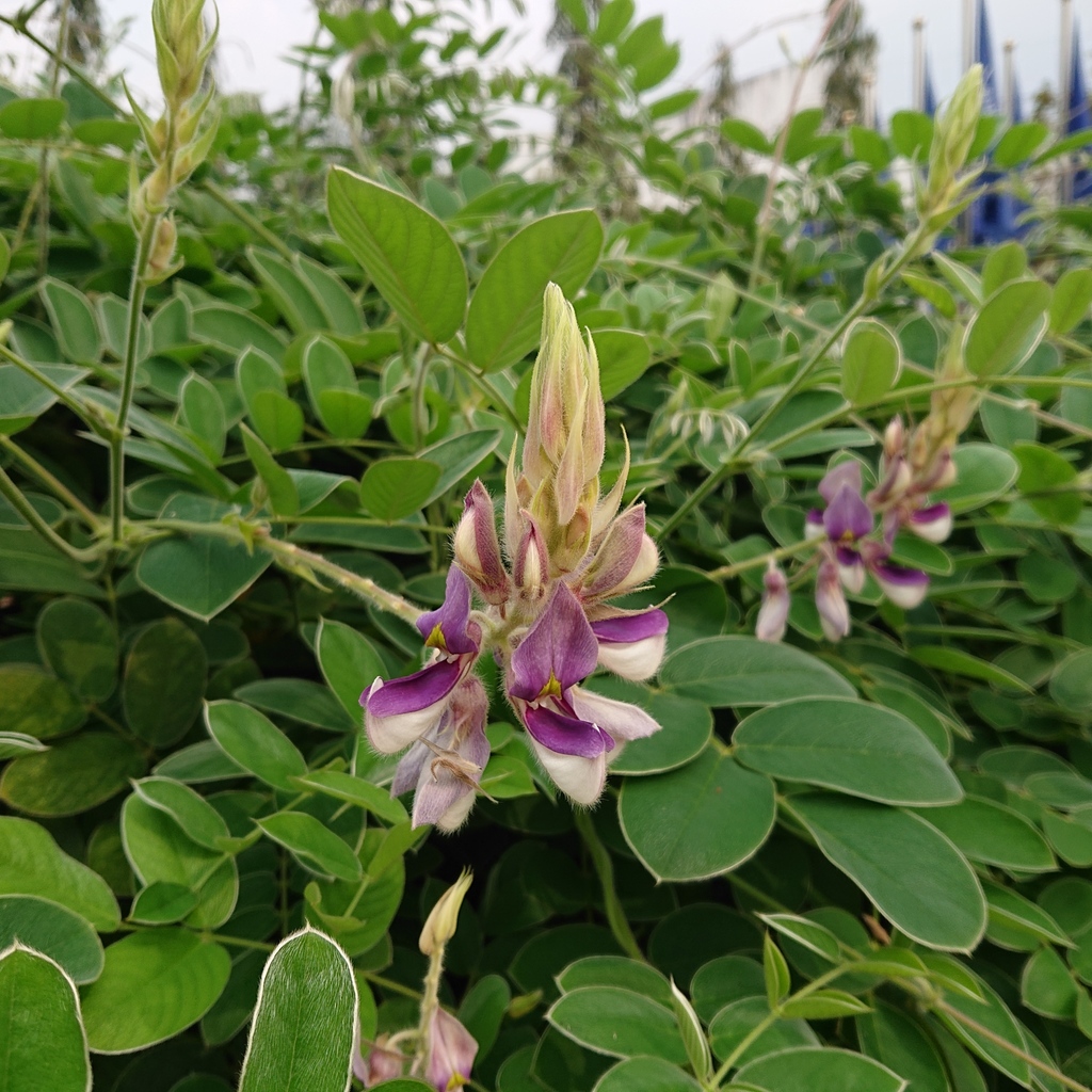 Mahidol's Afgekia