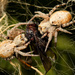 Social Velvet Spiders - Photo (c) Wynand Uys, some rights reserved (CC BY), uploaded by Wynand Uys