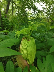 Angelica ursina