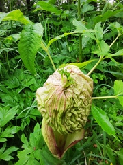 Angelica ursina