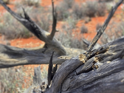 Pygmy Mulga Monitor