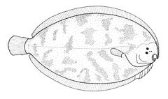 New Zealand Turbot photo 3