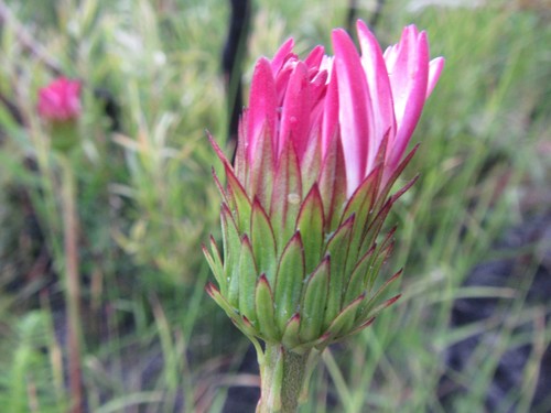 Image of Gerbera crocea by (c) douglaseustonbrown, some rights reserved (CC BY-SA)