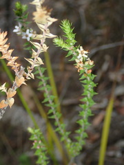 Epacris pulchella