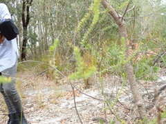 Epacris pulchella