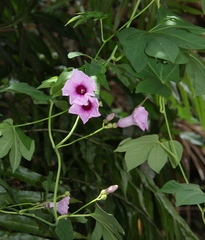 Ipomoea mauritiana