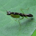 Asian Ant Mantis - Photo (c) Soh Kam Yung, some rights reserved (CC BY-NC), uploaded by Soh Kam Yung