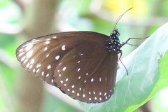 Euploea phaenareta