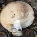 Clay-gilled Milkcap - Photo (c) Damon Tighe, some rights reserved (CC BY-NC), uploaded by Damon Tighe