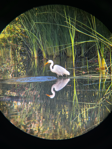 iNaturalist observation photo of Great Egret