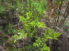 Glia prolifera