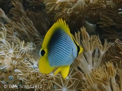 Chaetodon ocellicaudus