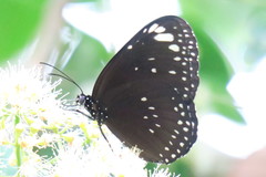 Euploea crameri