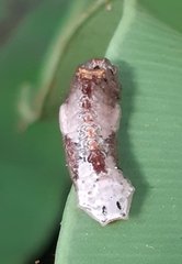 Tajuria cippus maxentius