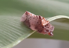 Tajuria cippus maxentius