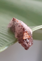 Tajuria cippus maxentius