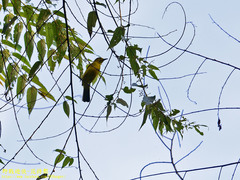 Iole indica