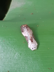 Tajuria cippus maxentius