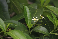 Tabernaemontana elegans