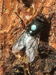 Protophormia terraenovae