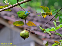 Psilopogon flavifrons