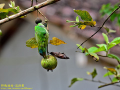 Psilopogon flavifrons