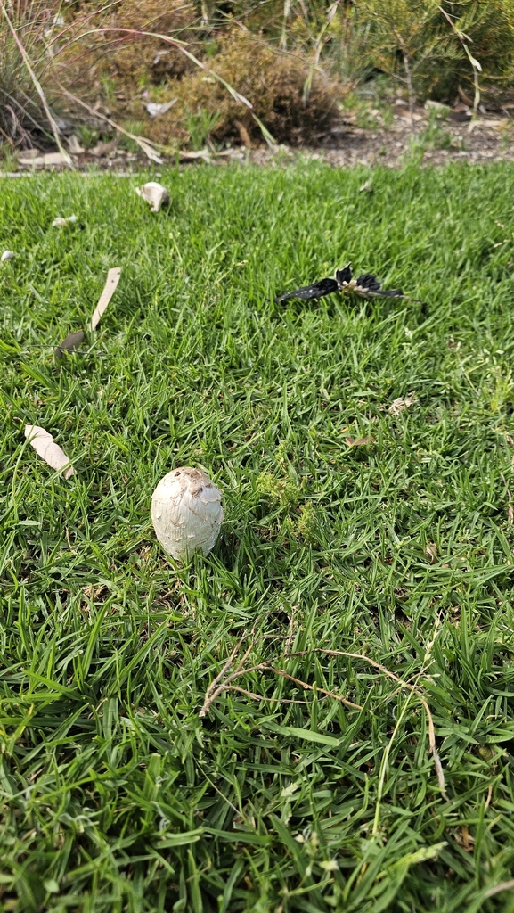 Coprinus comatus · November 2025 · photo: © orchidrose (iNaturalist, cc0)