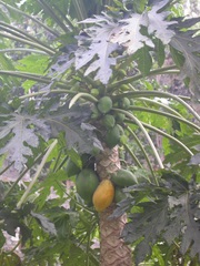 Carica papaya image