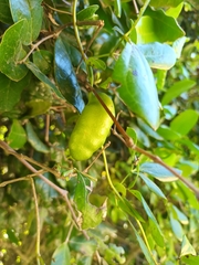 Lardizabala funaria, photograph Bruno Avilez, CC BY, iNaturalist via GBIF