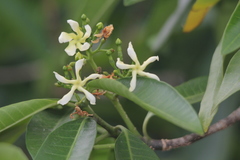 Tabernaemontana elegans