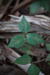 Toxicodendron radicans