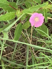Monsonia burkeana