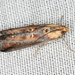 Morosaphycita oculiferella - Photo (c) Victor W Fazio III,  זכויות יוצרים חלקיות (CC BY-NC), הועלה על ידי Victor W Fazio III