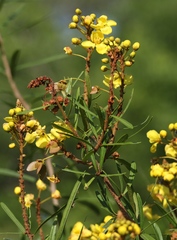 Acridocarpus natalitius linearifolius