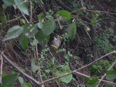 Curruca conspicillata