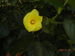 Hibiscus tiliaceus pernambucensis