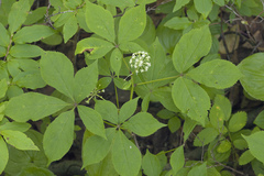 Eleutherococcus senticosus