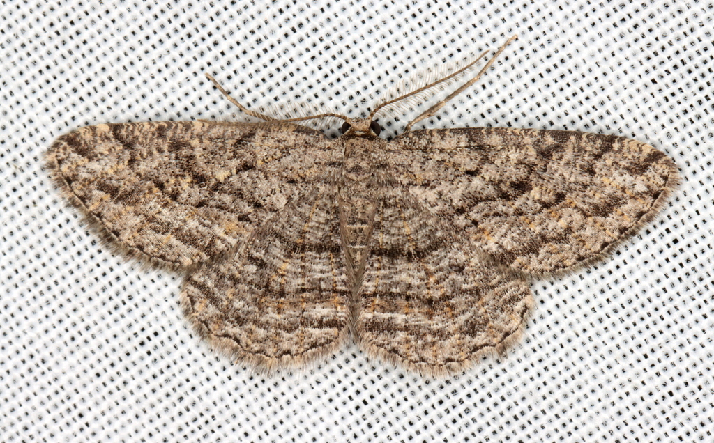 Lucerne looper