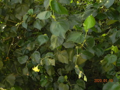 Hibiscus tiliaceus pernambucensis