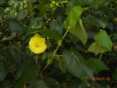 Hibiscus tiliaceus pernambucensis