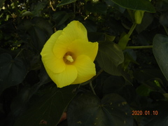 Hibiscus tiliaceus pernambucensis