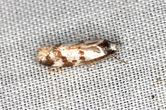 Palimmeces variegata