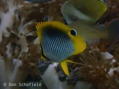 Chaetodon ocellicaudus