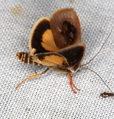 Brachybelistis pentachroa