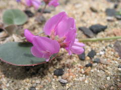 Gueldenstaedtia monophylla