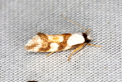 Machaeritis lechriomochla