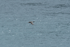 Leucocarbo carunculatus