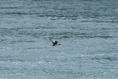 Leucocarbo carunculatus